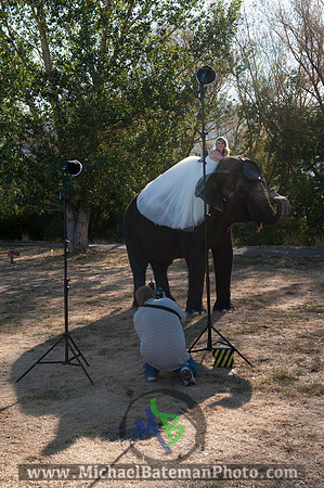 SimspixElephantBridal-46