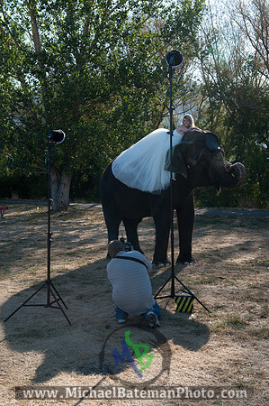 SimspixElephantBridal-45