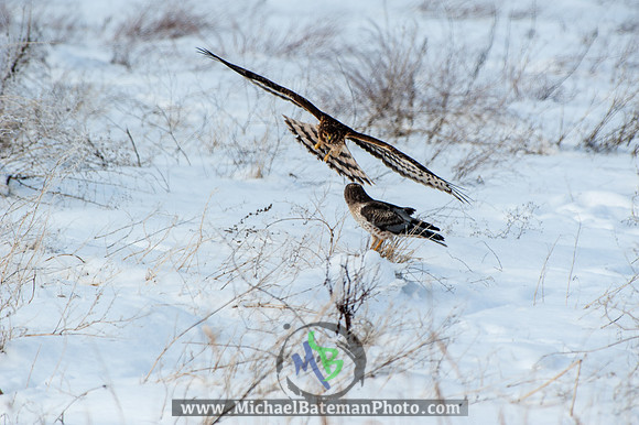 FarmingtonBay010113-2691