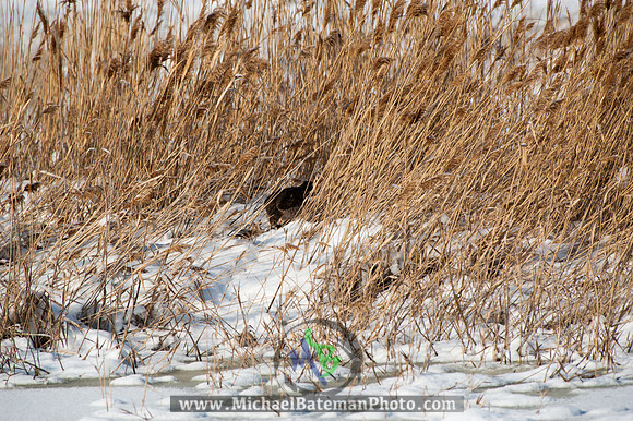 FarmingtonBay010113-2710