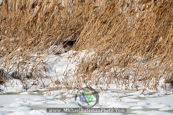 FarmingtonBay010113-2713