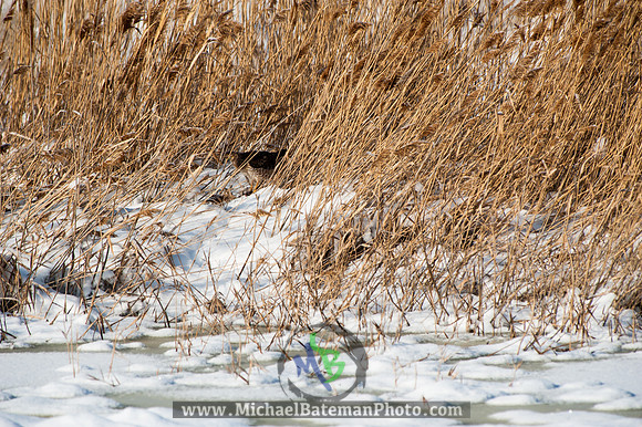 FarmingtonBay010113-2714