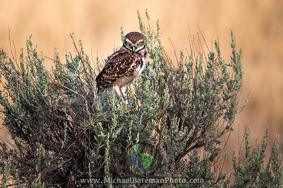 AntelopeIsland0712-020