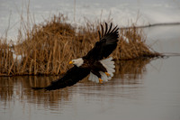 Wildlife/Nature