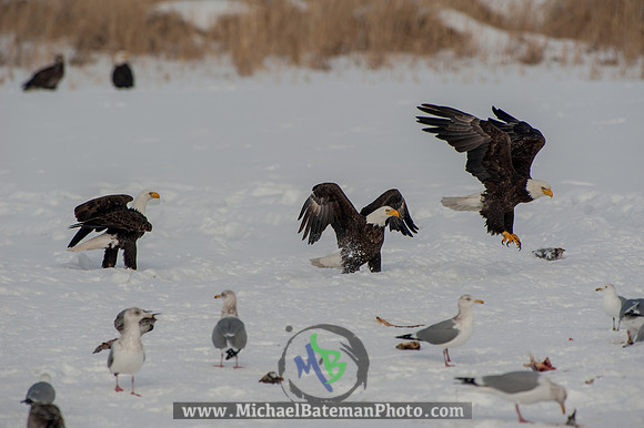 FarmingtonBay-5584