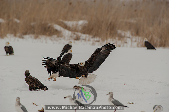FarmingtonBay-5711