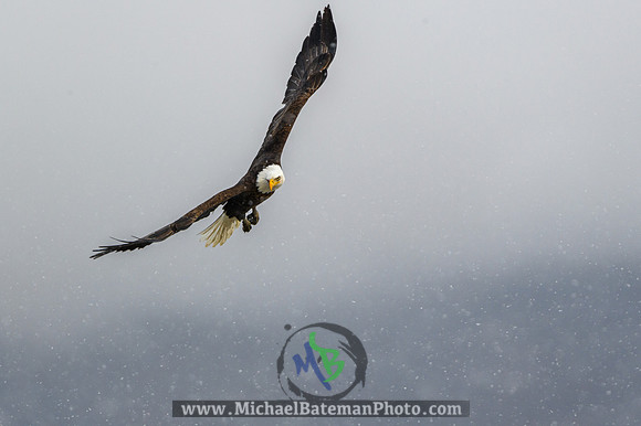 FarmingtonBay_BaldEagle_022721 (1046 of 1204)