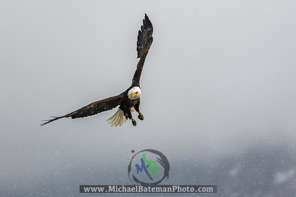 FarmingtonBay_BaldEagle_022721 (1048 of 1204)