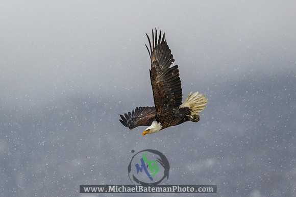 FarmingtonBay_BaldEagle_022721 (1056 of 1204)