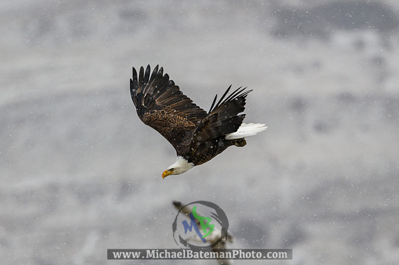 FarmingtonBay_BaldEagle_022721 (1061 of 1204)