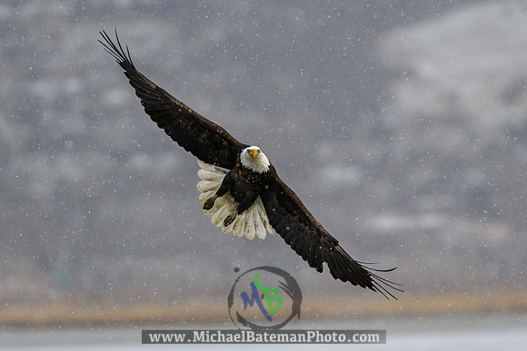 FarmingtonBay_BaldEagle_022721 (1064 of 1204)