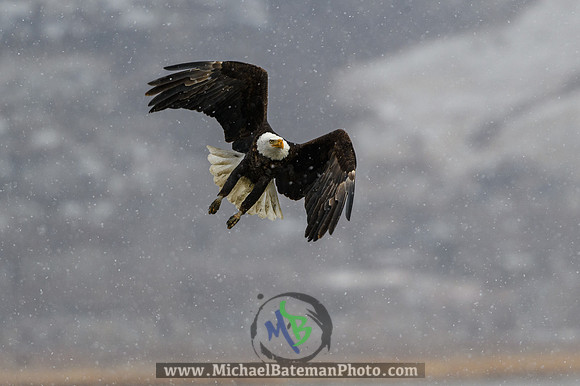 FarmingtonBay_BaldEagle_022721 (1065 of 1204)
