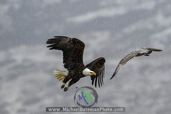 FarmingtonBay_BaldEagle_022721 (1071 of 1204)