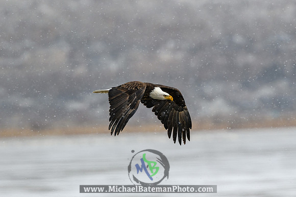 FarmingtonBay_BaldEagle_022721 (1073 of 1204)