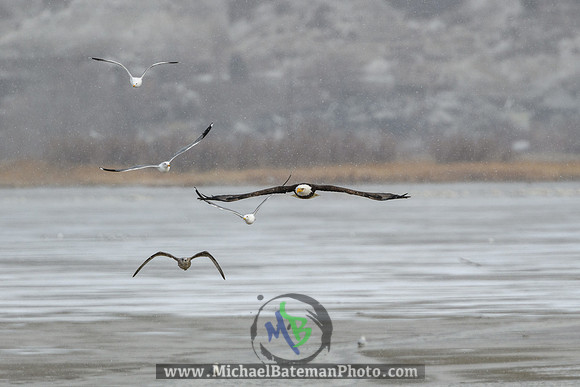 FarmingtonBay_BaldEagle_022721 (1121 of 1204)
