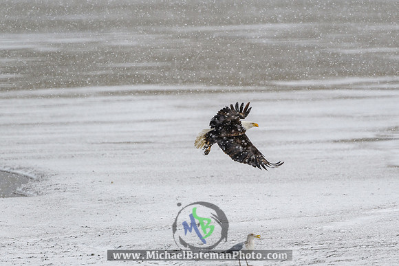FarmingtonBay_BaldEagle_022721 (1187 of 1204)