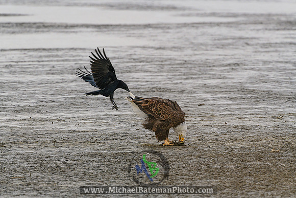 armingtonBay_BaldEagle_022821 (267 of 672)